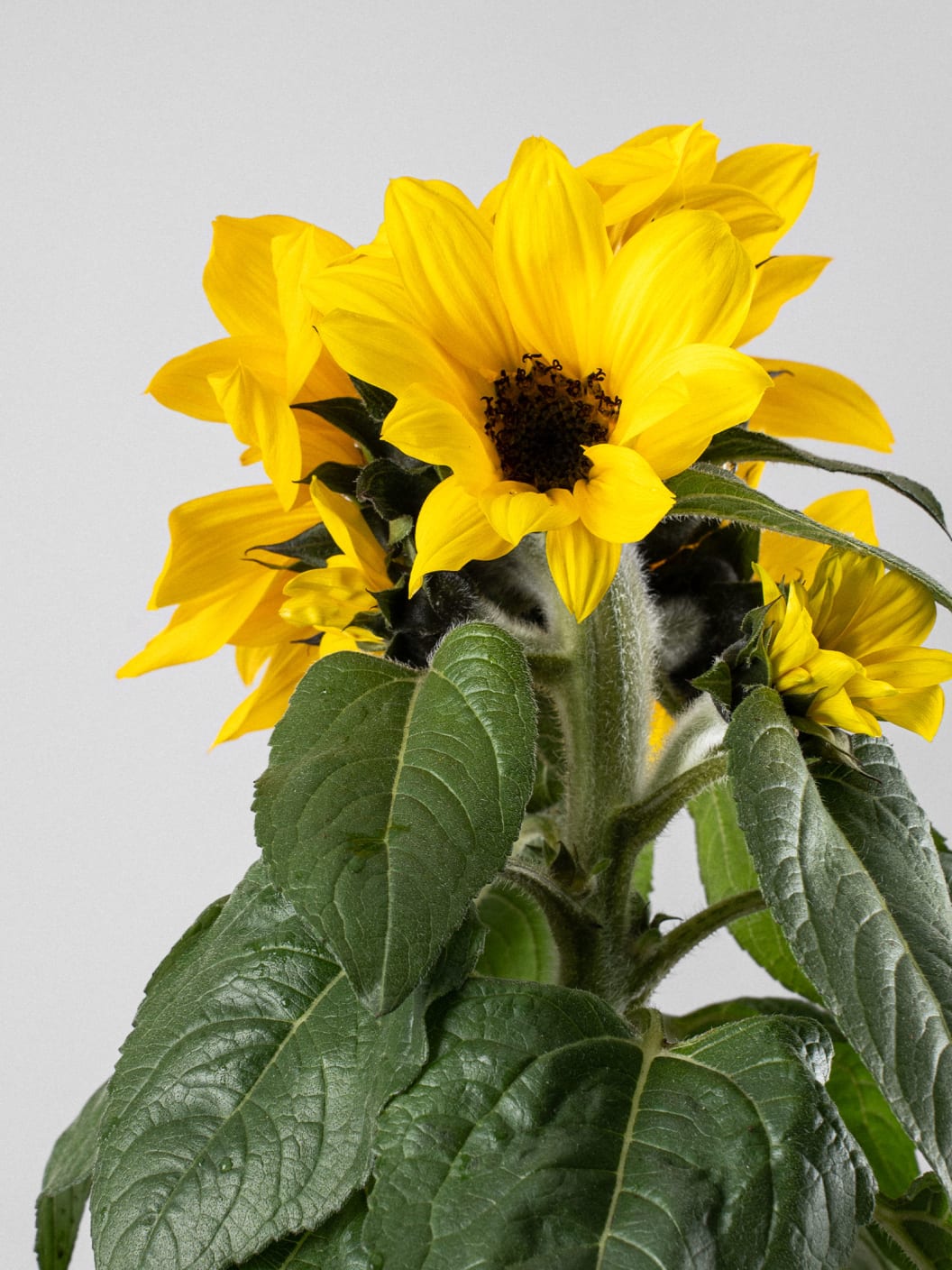 Girasol (Helianthus annuus)