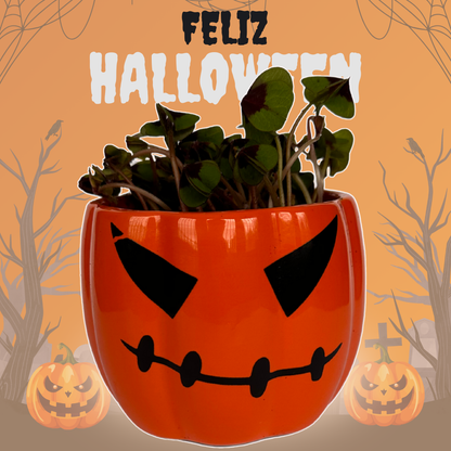 Decoración Perfecta para Halloween 🎃