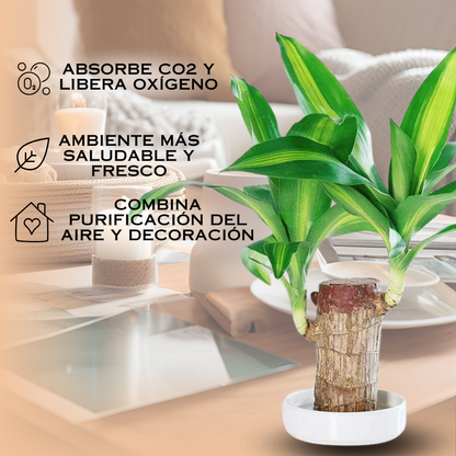 Purificador Ecológico