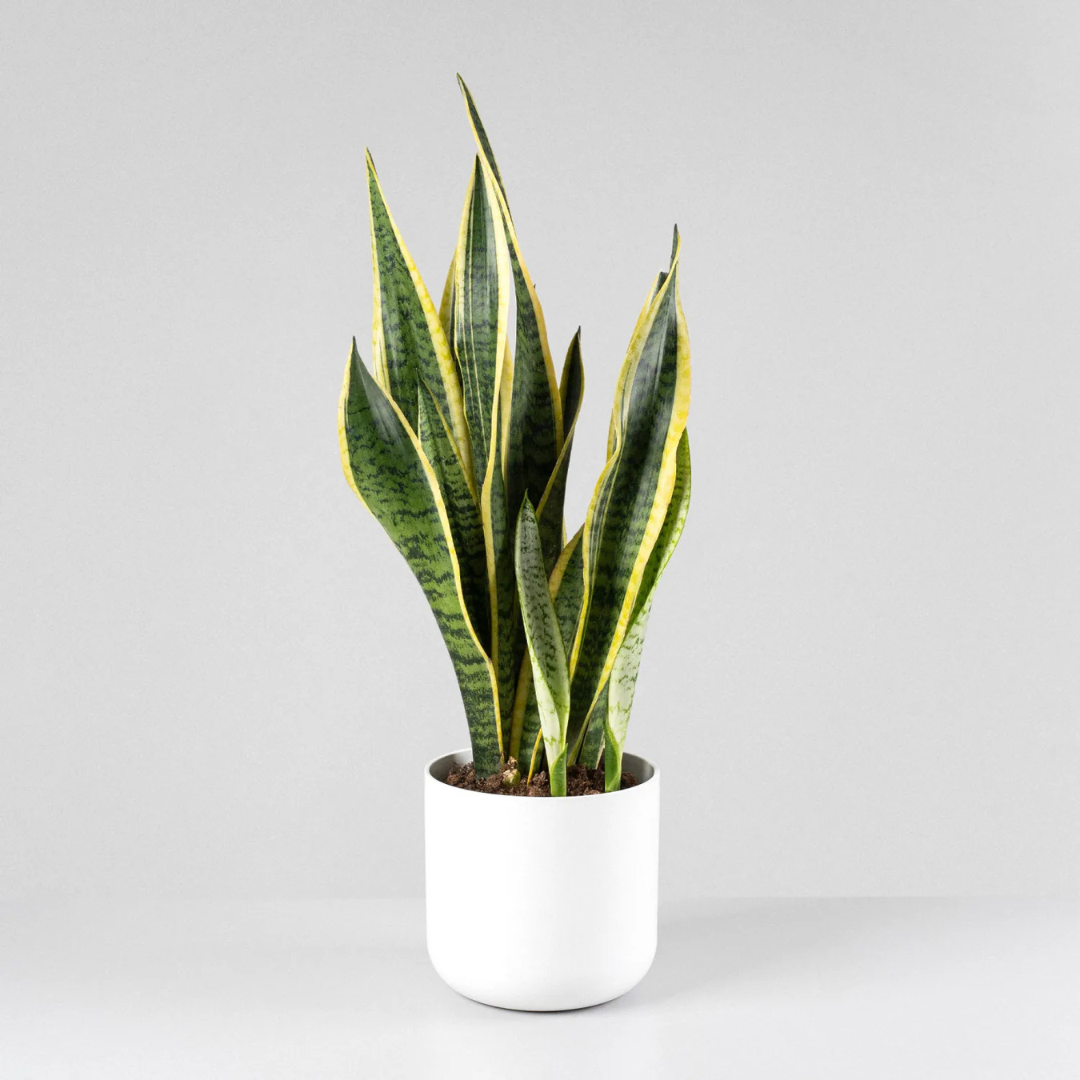 Sansevieria: Decora y Purifica tu Hogar