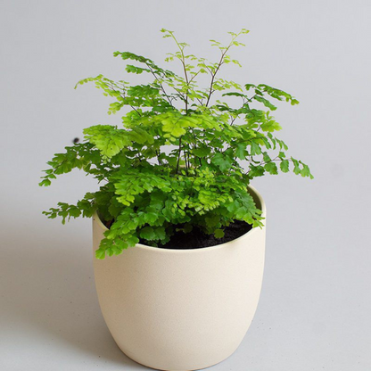 Adiantum Fragans