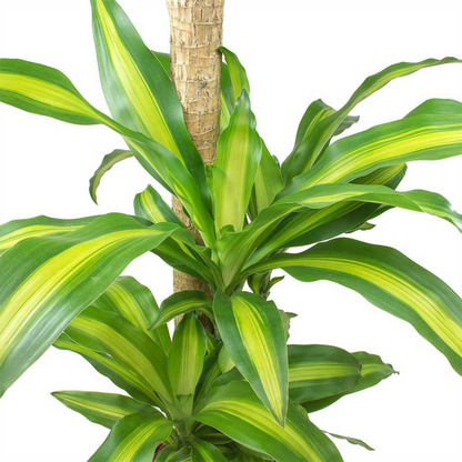 Dracaena Massangeana