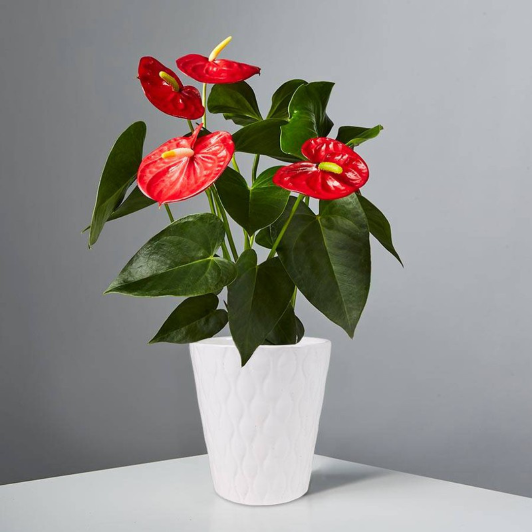 Anthurium