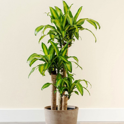 Dracaena Massangeana