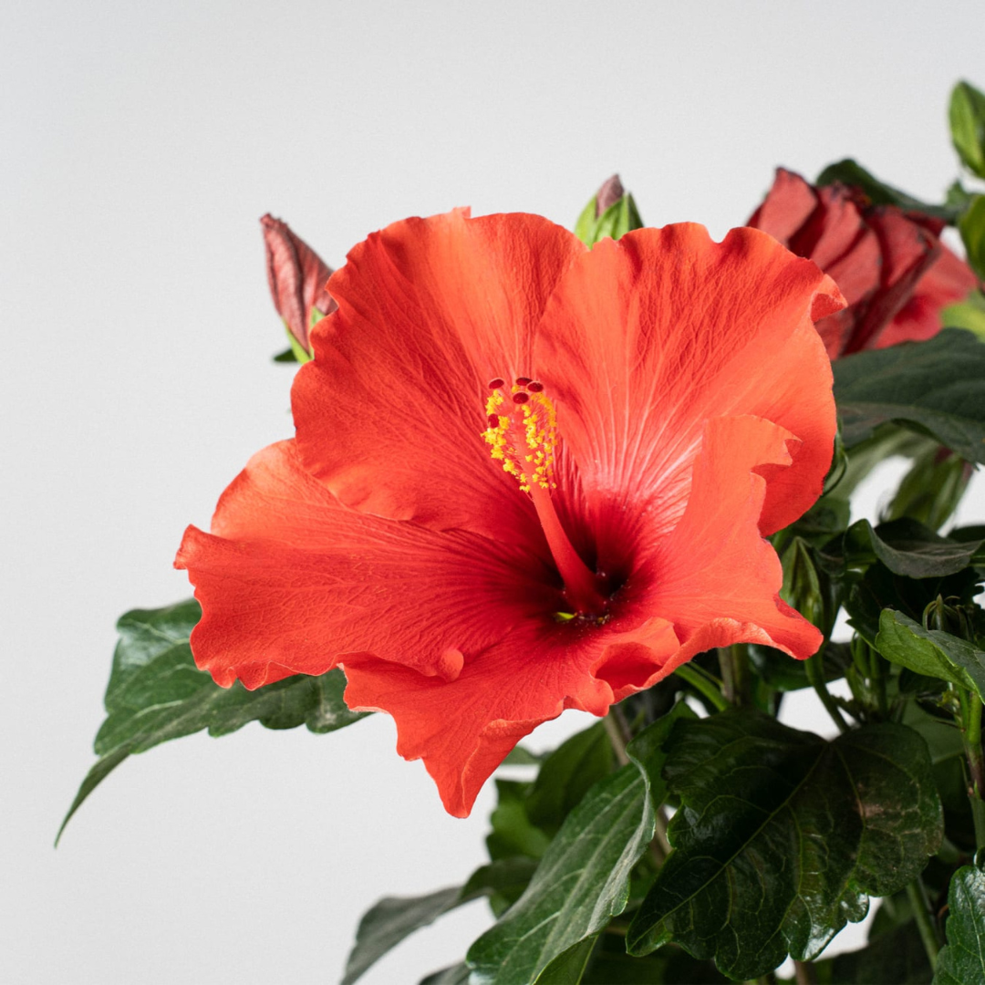 Hibiscus