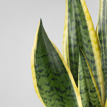 Sansevieria: Decora y Purifica tu Hogar