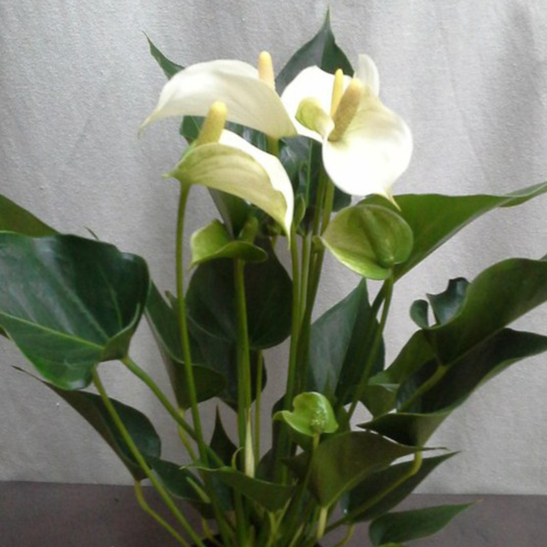 Anthurium