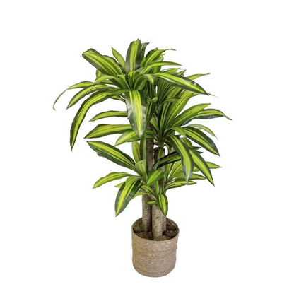 Dracaena Massangeana