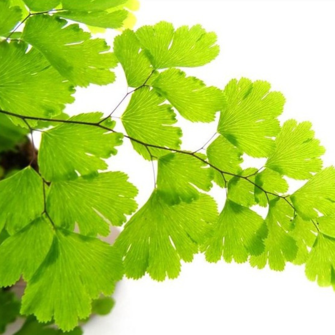 Adiantum Fragans