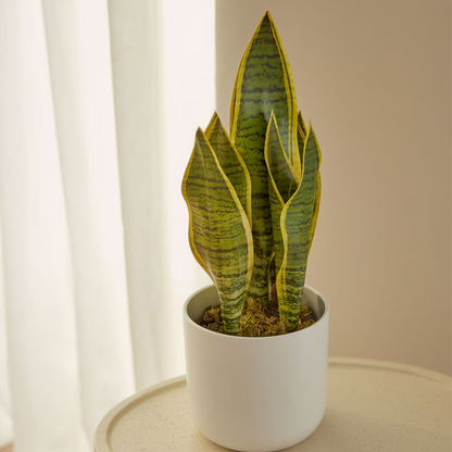 Sansevieria: Decora y Purifica tu Hogar