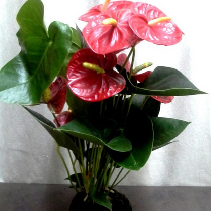 Anthurium