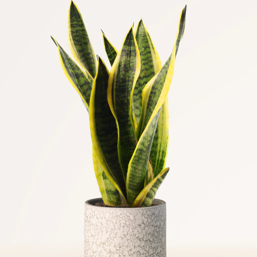 Sansevieria: Decora y Purifica tu Hogar