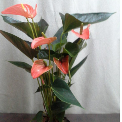 Anthurium