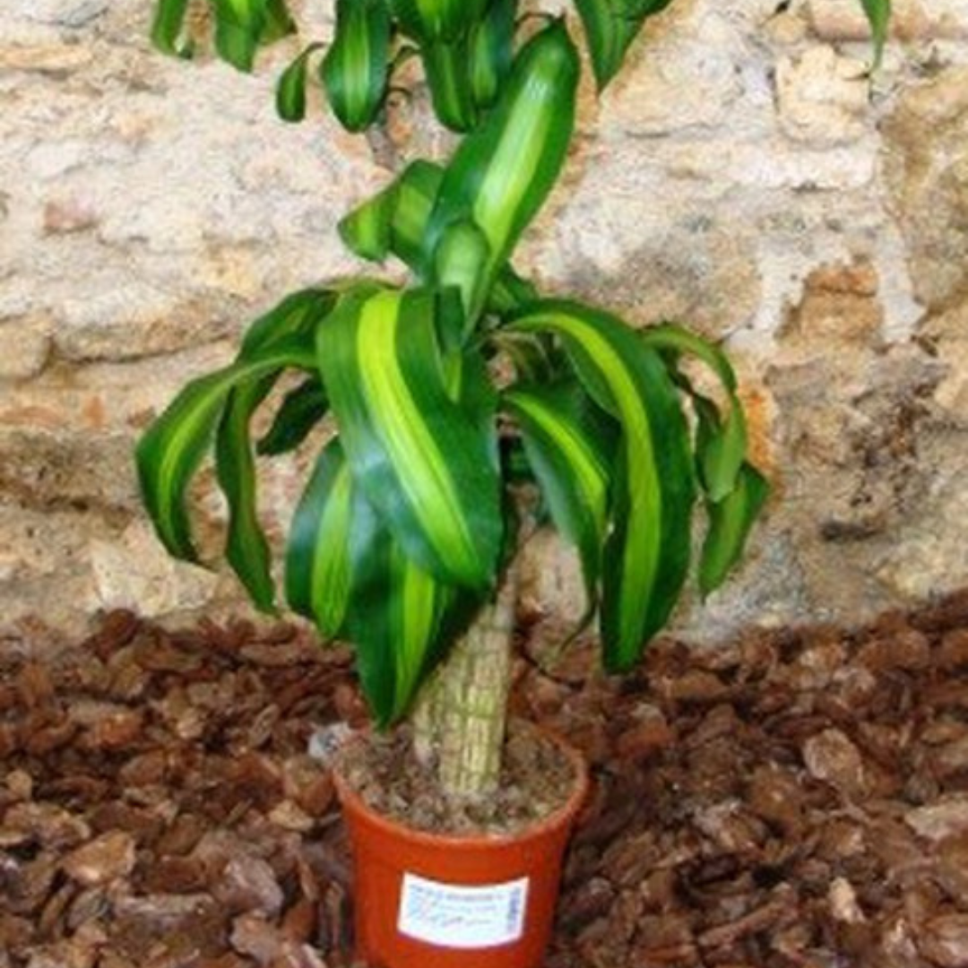 Dracaena Massangeana