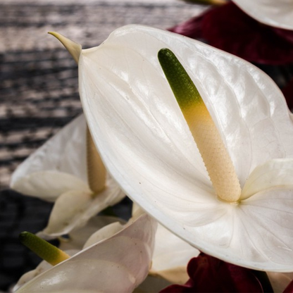 Anthurium