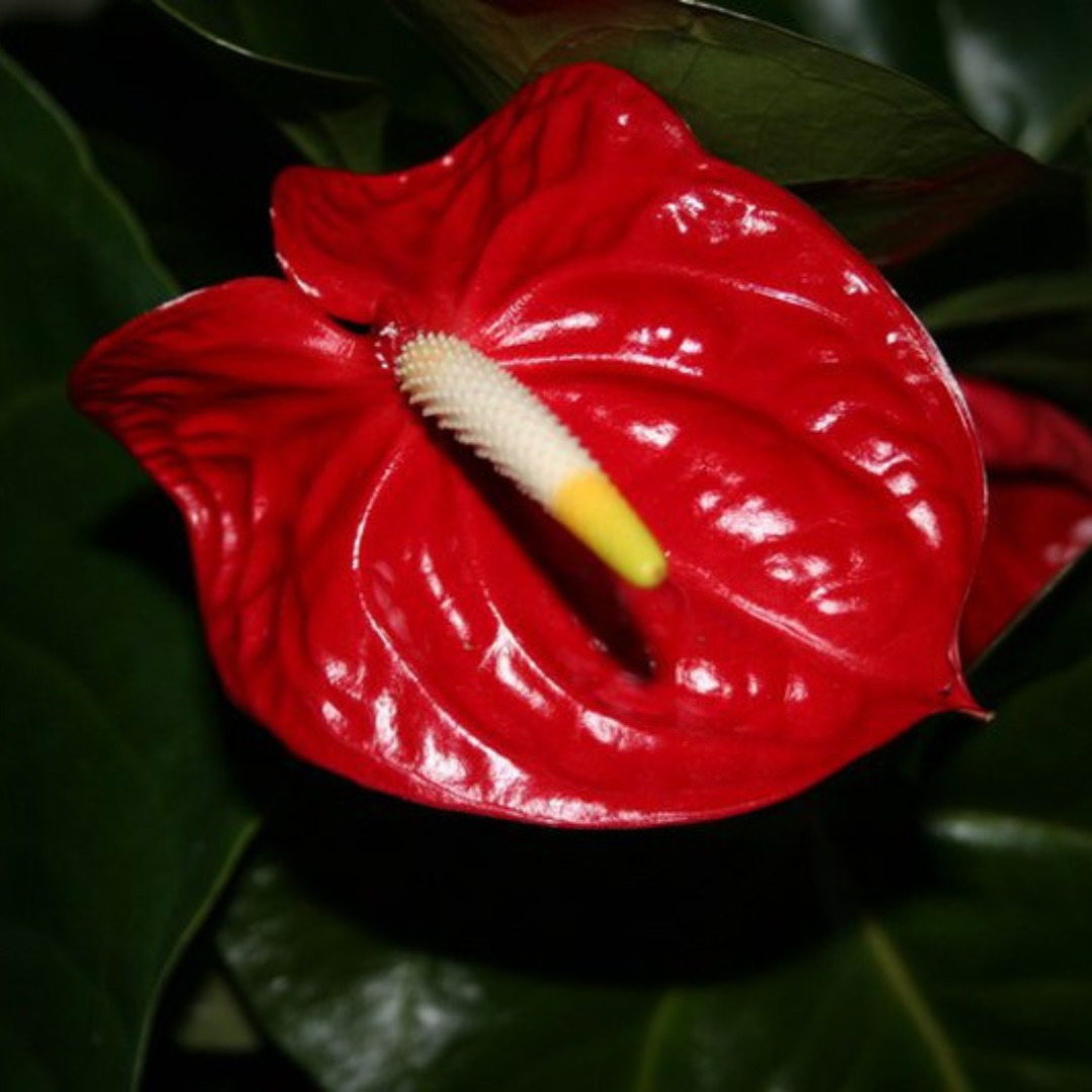 Anthurium