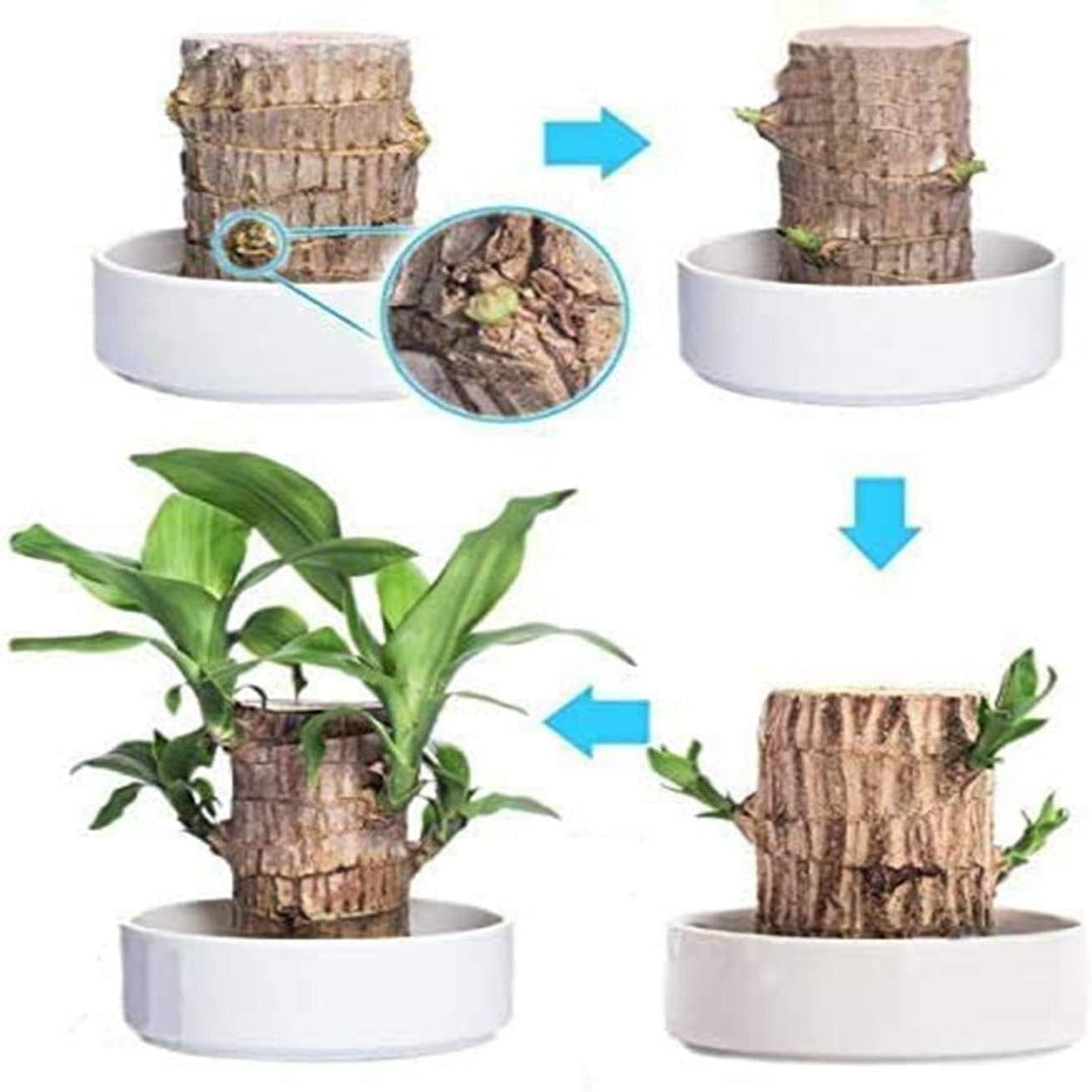 SKY TERRARIUM™ ÁRBOL DE LA SUERTE